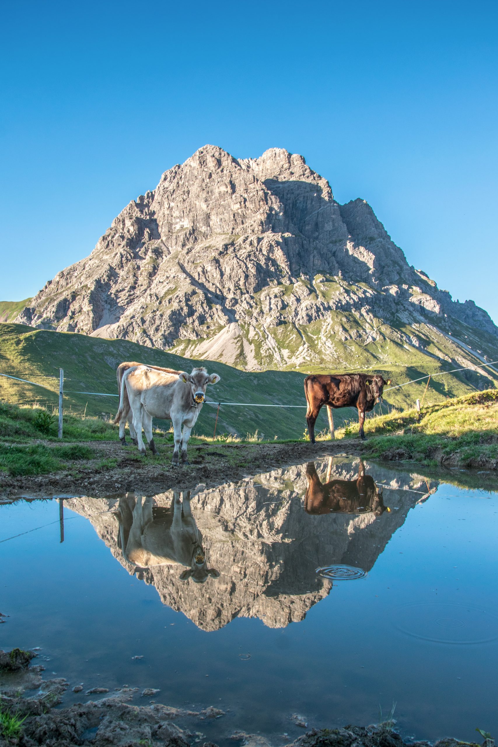 Kühe mit Widderstein (c) Michael Meusburger - Bregenzerwald Tourismus